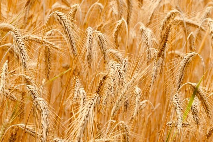 brown wheat field during daytime